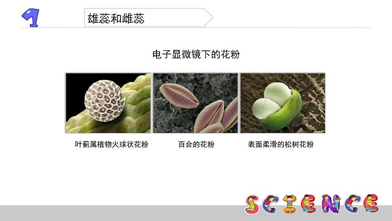 教科版科学四年级下册第二单元  新的生命 2.3 花、果实和种子  备课PPT课件04