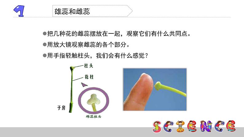 教科版科学四年级下册第二单元  新的生命 2.3 花、果实和种子  备课PPT课件06