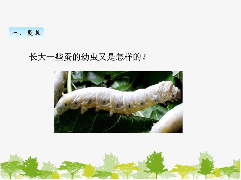 教科版三年级下学期科学3蚕长大了课件第3页