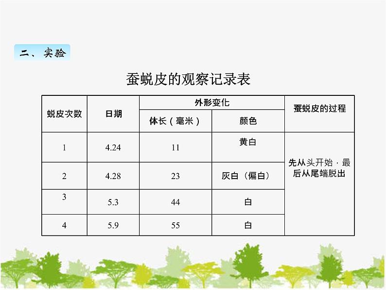 教科版三年级下学期科学3蚕长大了课件第7页