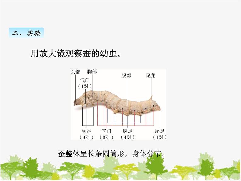 教科版三年级下学期科学3蚕长大了课件第8页