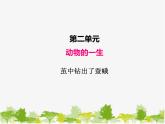 教科版三年级下学期科学5茧中钻出了蚕蛾课件