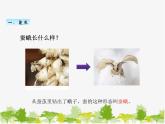 教科版三年级下学期科学5茧中钻出了蚕蛾课件