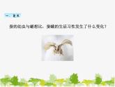 教科版三年级下学期科学5茧中钻出了蚕蛾课件