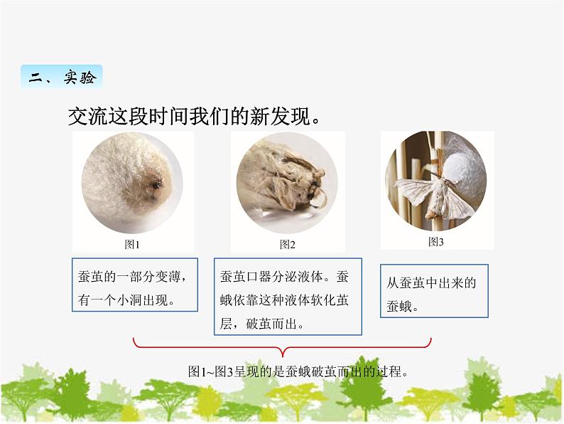 教科版三年级下学期科学5茧中钻出了蚕蛾课件第4页