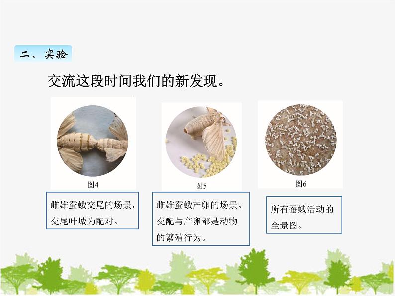 教科版三年级下学期科学5茧中钻出了蚕蛾课件第5页