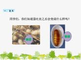 教科版三年级下学期科学4蚕变了新模样课件