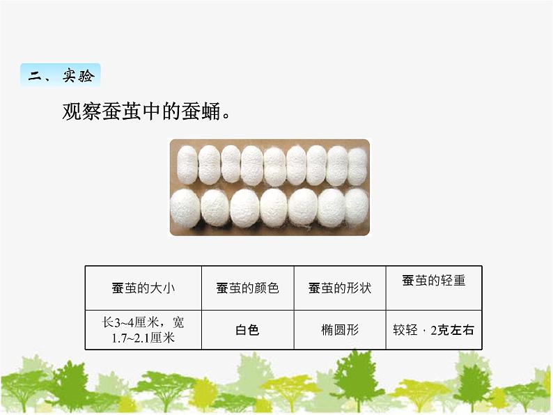 教科版三年级下学期科学4蚕变了新模样课件第5页