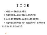 教科版四年级下学期科学4茎和叶课件