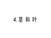 教科版四年级下学期科学4茎和叶课件