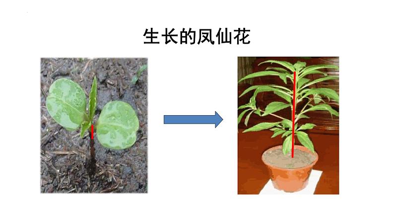 教科版四年级下学期科学4茎和叶课件05