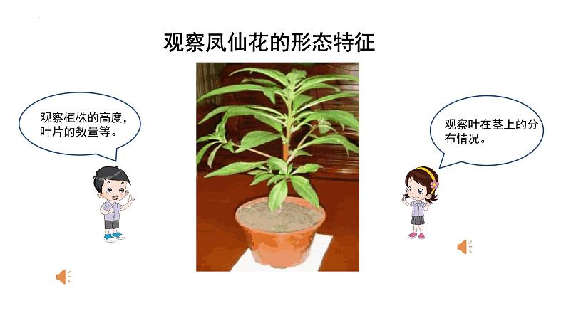 教科版四年级下学期科学4茎和叶课件06