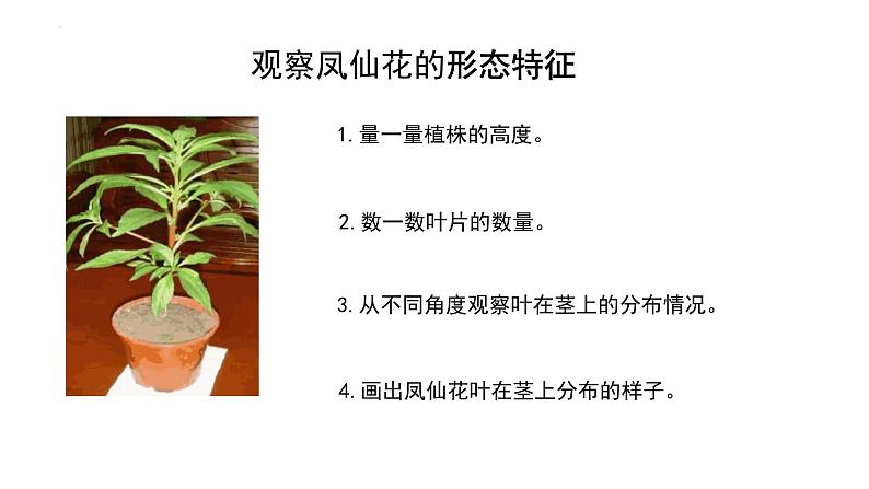 教科版四年级下学期科学4茎和叶课件07