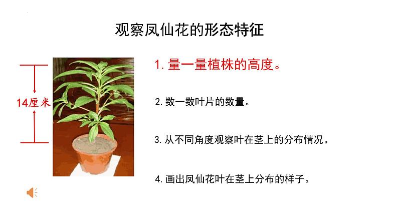 教科版四年级下学期科学4茎和叶课件08