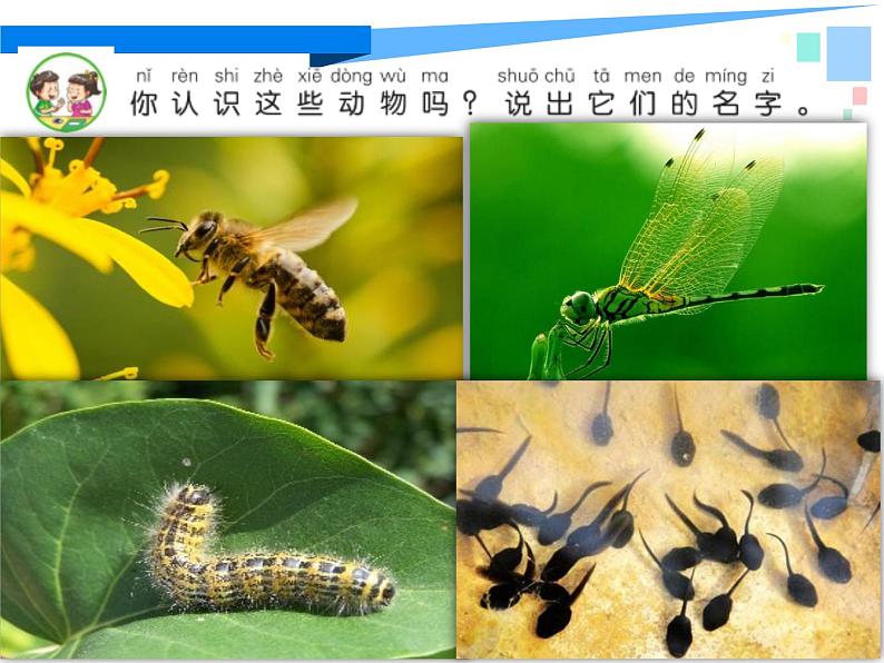 一年级下册科学课件-4.10 形形色色的动物 - 苏教版（共17张PPT）06