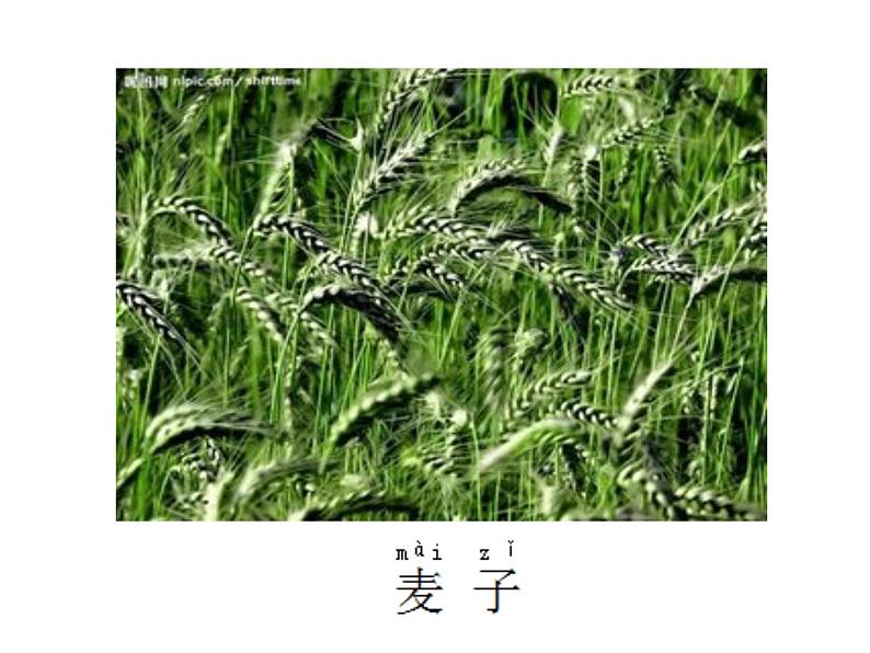 一年级下册科学课件-4.11 多姿多彩的植物 - 苏教版（共29张PPT）第7页