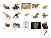 一年级下册科学课件-4.10 形形色色的动物 - 苏教版（共24张PPT）