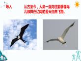 新大象版五年级下册科学5.2  鸟和飞机 （课件+习题）
