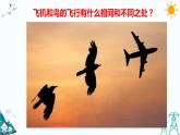 新大象版五年级下册科学5.2  鸟和飞机 （课件+习题）