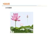 16.不同環(huán)境中的植物課件PPT
