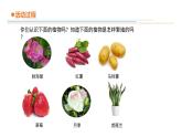 15.植物的“分身術”課件PPT