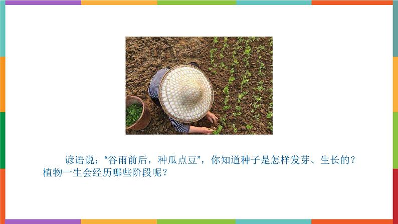 14.《种辣椒》课件02