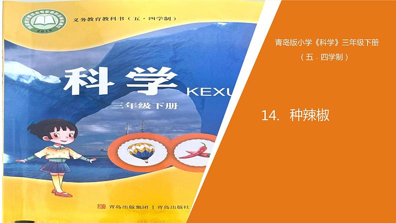 14.《种辣椒》课件06