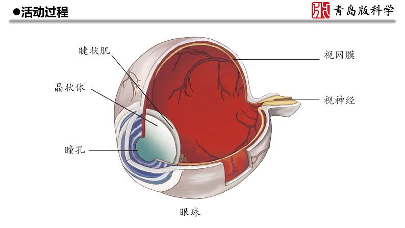 1.青岛版五年级科学下册《视觉》课件08