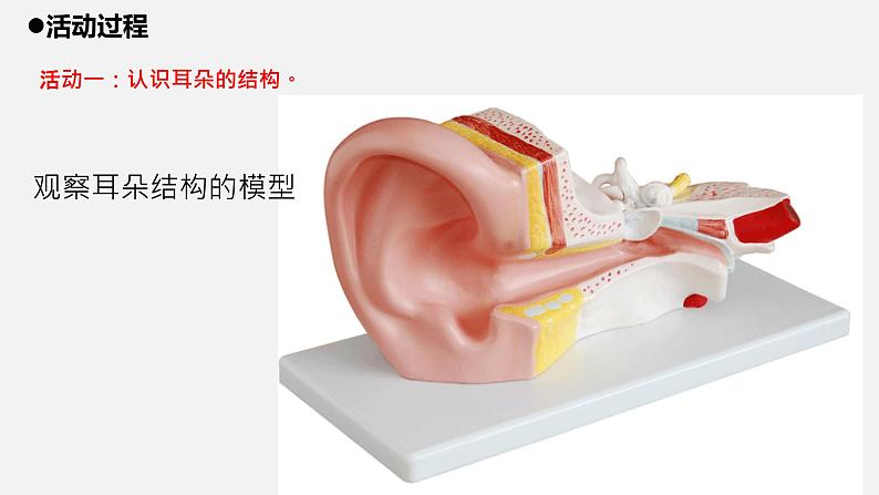 3.青岛版五年级科学下册《听觉》课件03