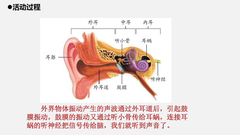 3.青岛版五年级科学下册《听觉》课件07