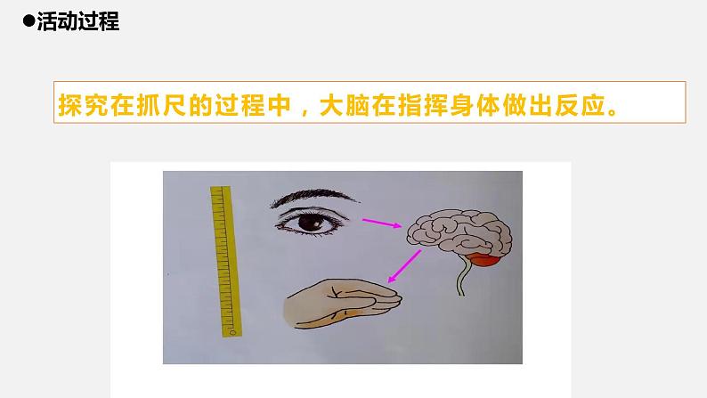 4.青岛版五年级科学下册《我们的脑》课件07