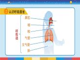 苏教版三上科学5.16《人的呼吸》课件+同步练习