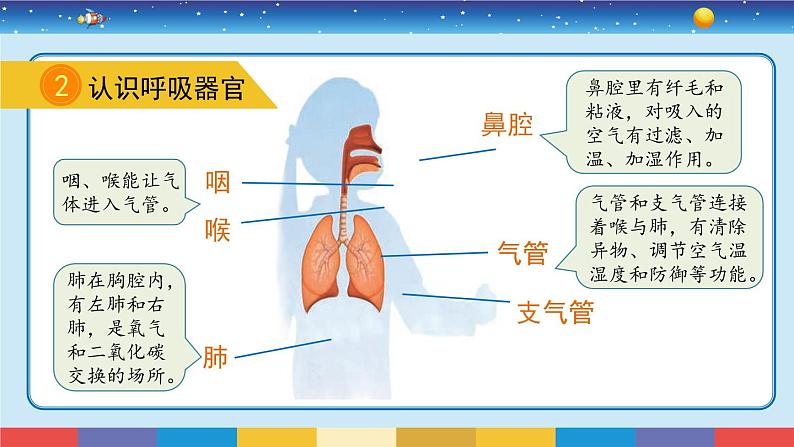 苏教版三上科学5.16《人的呼吸》课件+同步练习06