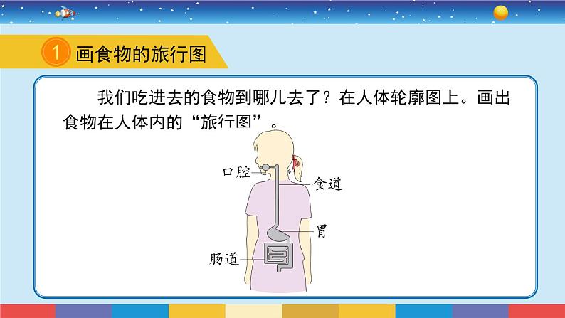 苏教版三上科学5.18《食物的旅行》课件+同步练习03