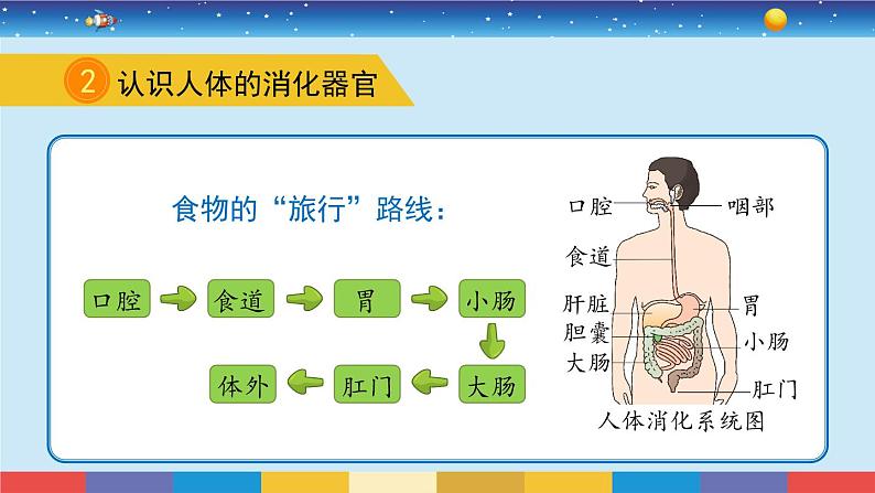 苏教版三上科学5.18《食物的旅行》课件+同步练习04