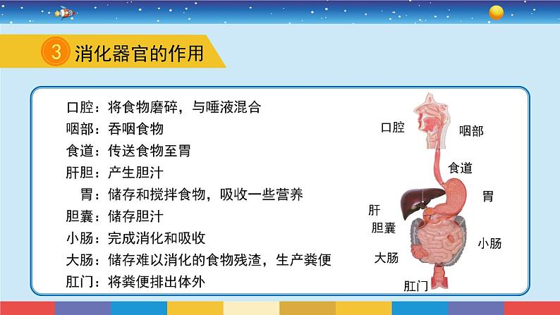 苏教版三上科学5.18《食物的旅行》课件+同步练习05