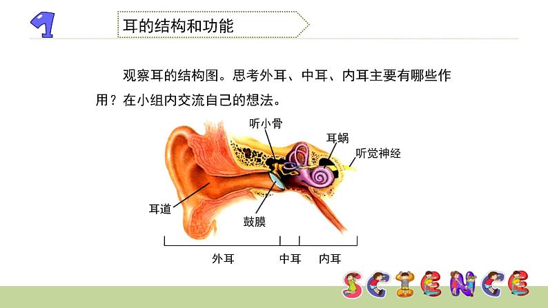 教科版科学四年级上册第三单元 《声音》3.6 我们怎样听到声音的 PPT教学课件04