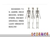教科版科学四年级上册第四单元 《我们的身体》4.2 骨骼、关节和肌肉  PPT教学课件