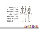 教科版科學(xué)四年級(jí)上冊(cè)第四單元 《我們的身體》4.2 骨骼、關(guān)節(jié)和肌肉  PPT教學(xué)課件