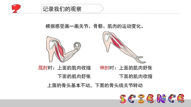 教科版科学四年级上册第四单元 《我们的身体》4.2 骨骼、关节和肌肉  PPT教学课件07