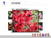 教科版科学四年级下册第二单元  新的生命 2.2 各种各样的花  备课PPT课件