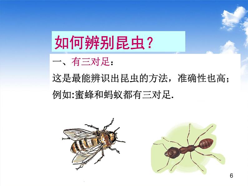 苏教版四年级下册科学9《庞大的家族》课件PPT第6页