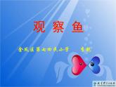 小學(xué)科學(xué)教科版一年級(jí)下冊(cè) 5觀察魚 課件