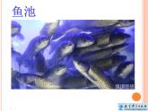 小學(xué)科學(xué)教科版一年級(jí)下冊(cè) 5觀察魚 課件