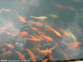 小學(xué)科學(xué)教科版一年級下冊 5觀察魚 1 課件