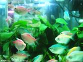 小學(xué)科學(xué)教科版一年級下冊 5觀察魚 1 課件