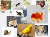 小学科学教科版一年级下册 6给动物分类 课件