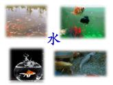 小學(xué)科學(xué)教科版一年級(jí)下冊(cè) 5觀察魚 課件