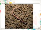 小學(xué)科學(xué)教科版一年級下冊 1我們知道的動物 課件