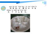 小学科学苏教版一年级下册 6盐和糖哪儿去了 2 课件